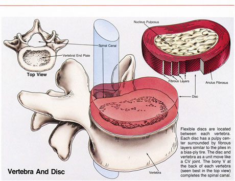 Spinal Health 3