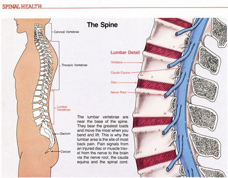 Spinal Health 2